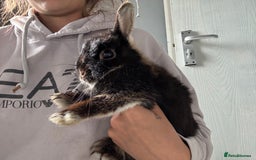 Netherland Dwarf rabbits for sale: Two female bunny’s  - Image 2