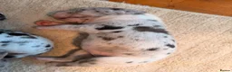 Great Dane dogs for sale: Great Danes puppies  in London - Advert 27