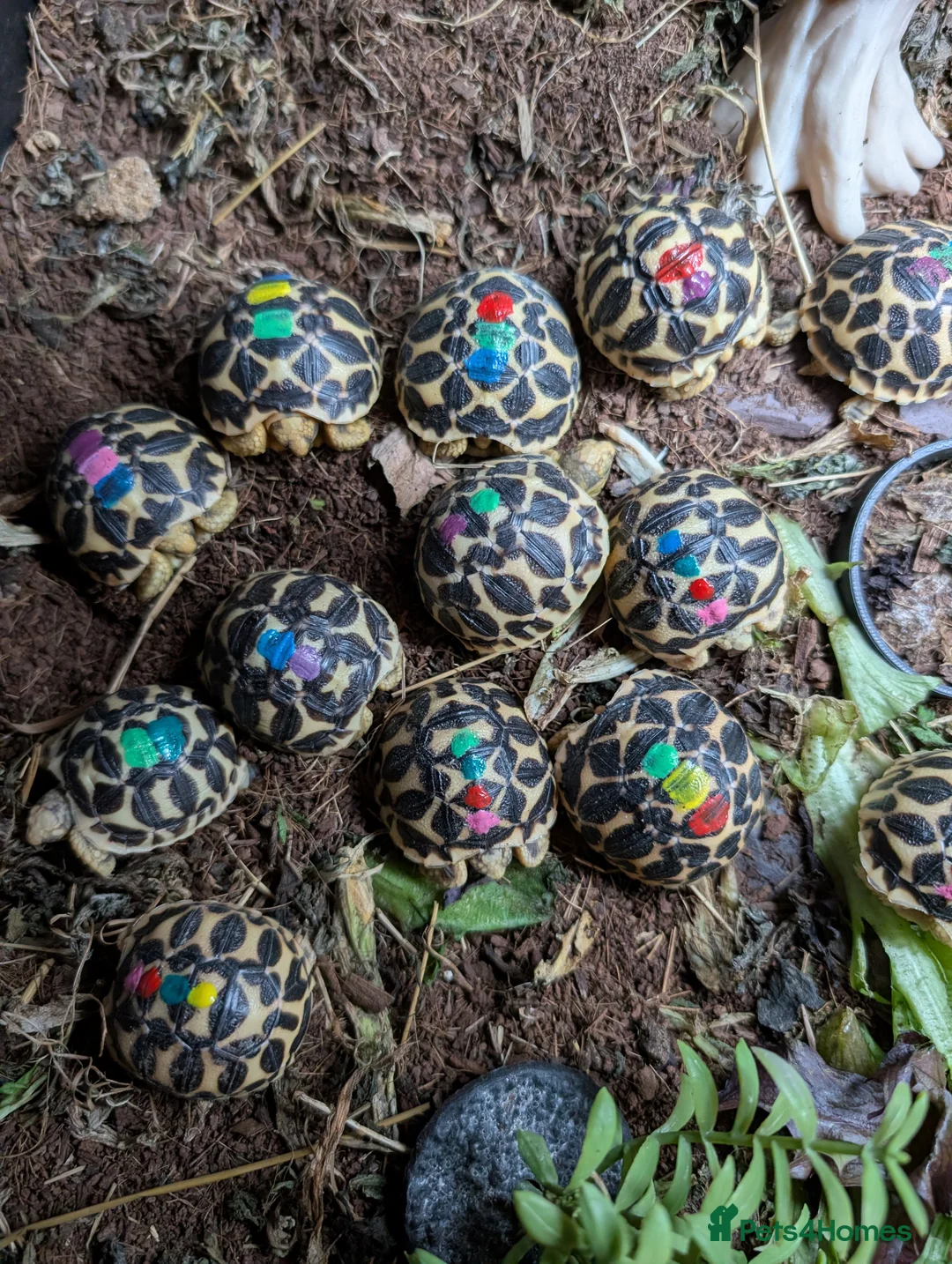 Tortoise reptiles for sale: Indian star tortoises CB 2025  - Advert 2