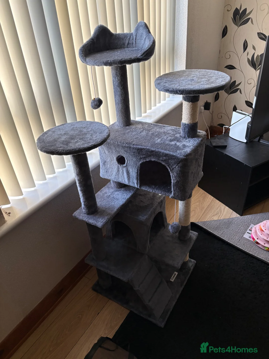Mixed Breed cats for sale: Adorable Sisters - Binksy and Bobo - Advert 2