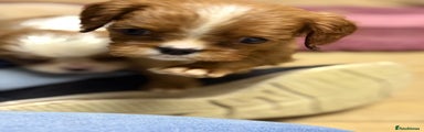 Cavalier King Charles Spaniel Puppy 4