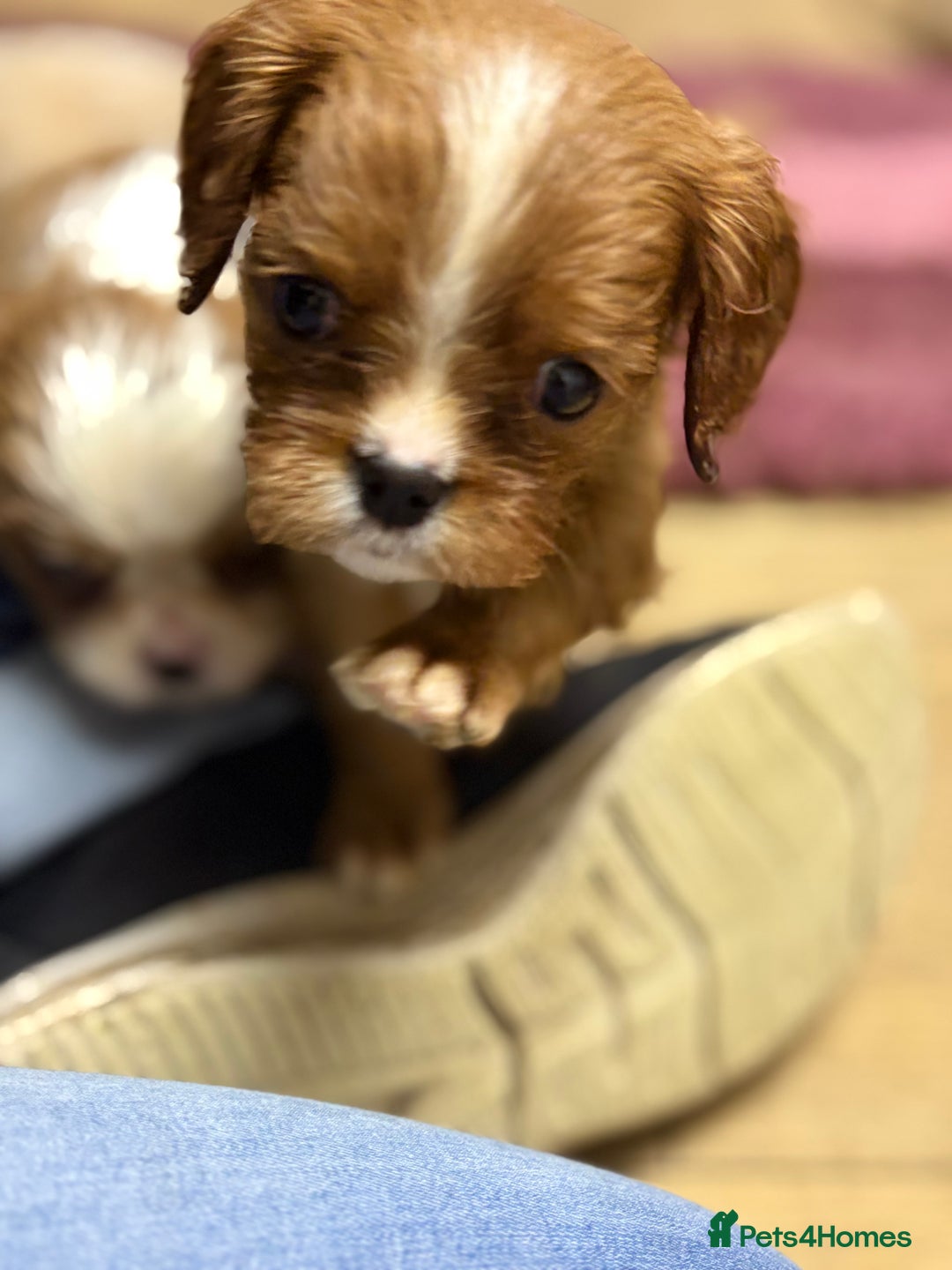 Cavalier King Charles Spaniel dogs for sale: Specialist Health Tested Cavalier King Charles  - Advert 28