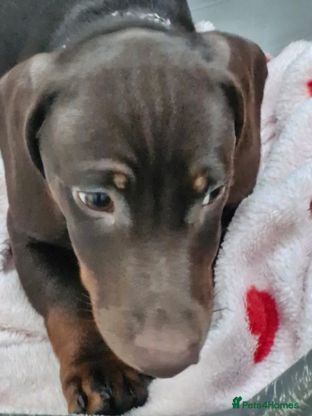 Dachshund dogs for sale: Standard Dachshund - Advert 3