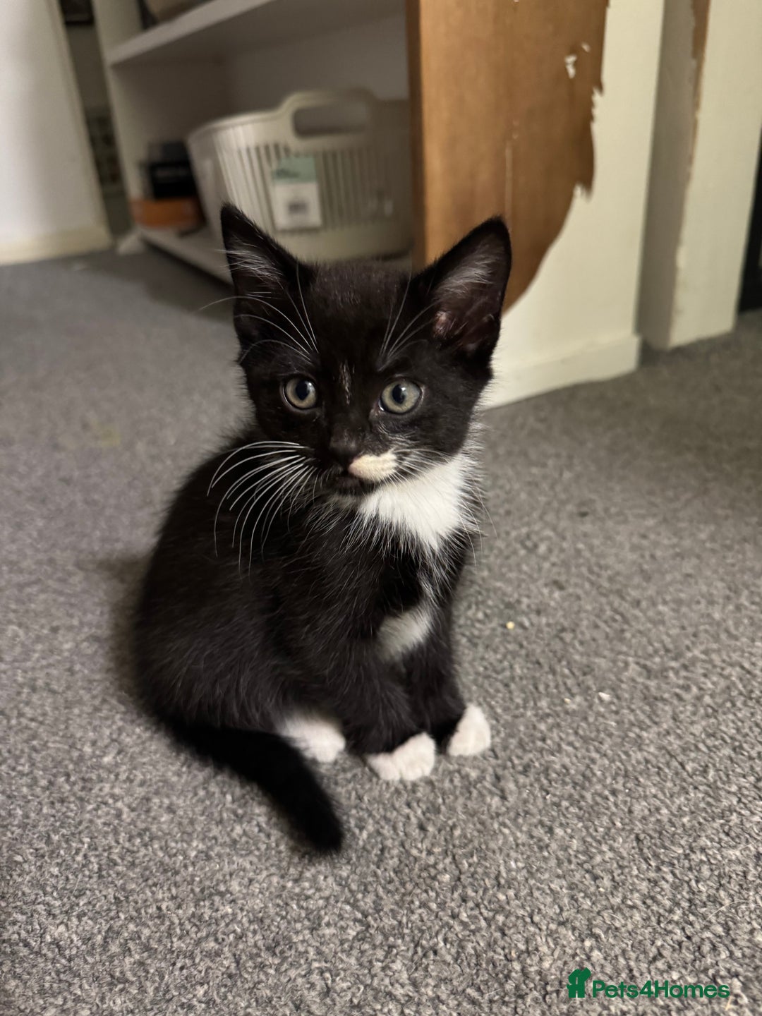 British Shorthair cats for sale: Kitten ready for forever homes  - Image 1