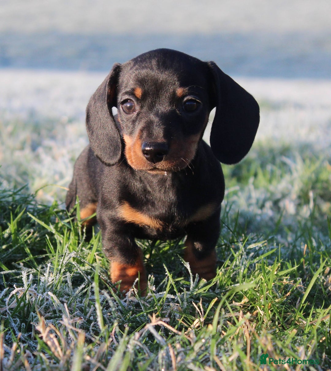 Miniature Dachshund dogs for sale: Stunning Miniature Dachshund Puppies - Advert 1