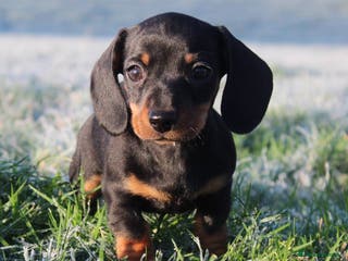 Miniature Dachshund dogs Stunning Miniature Dachshund Puppies - Advert 3