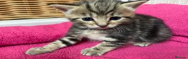 Mixed Breed Kitten 1 : Poppy 