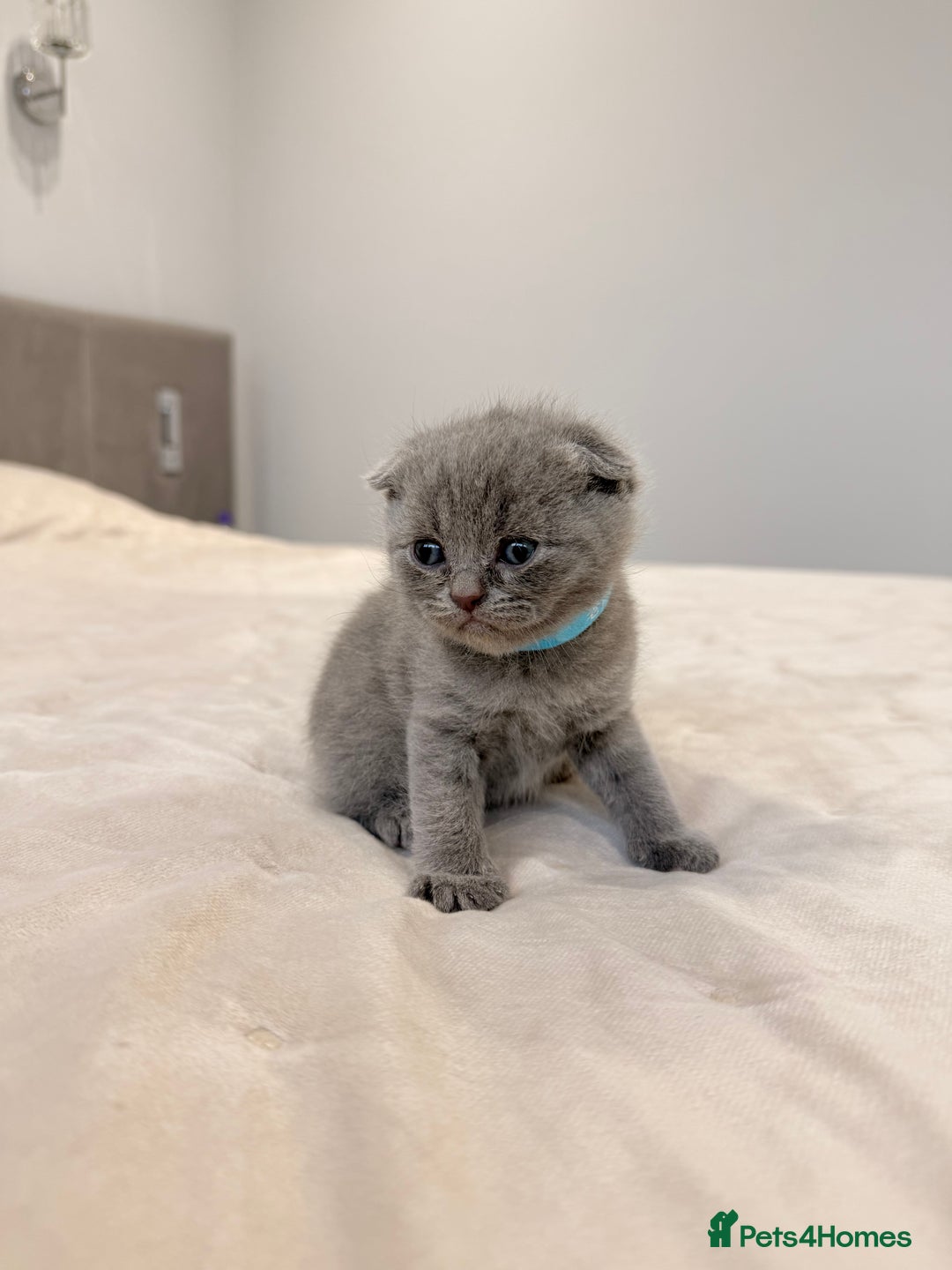 Scottish Fold cats for sale: Scotish Fold  - Advert 4