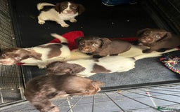 Sprocker dogs for sale: Sprockers  - Advert 5