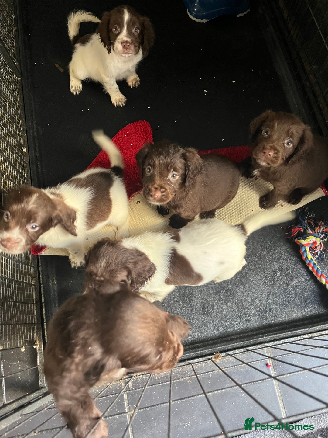 Sprocker dogs for sale: Sprockers  - Advert 5