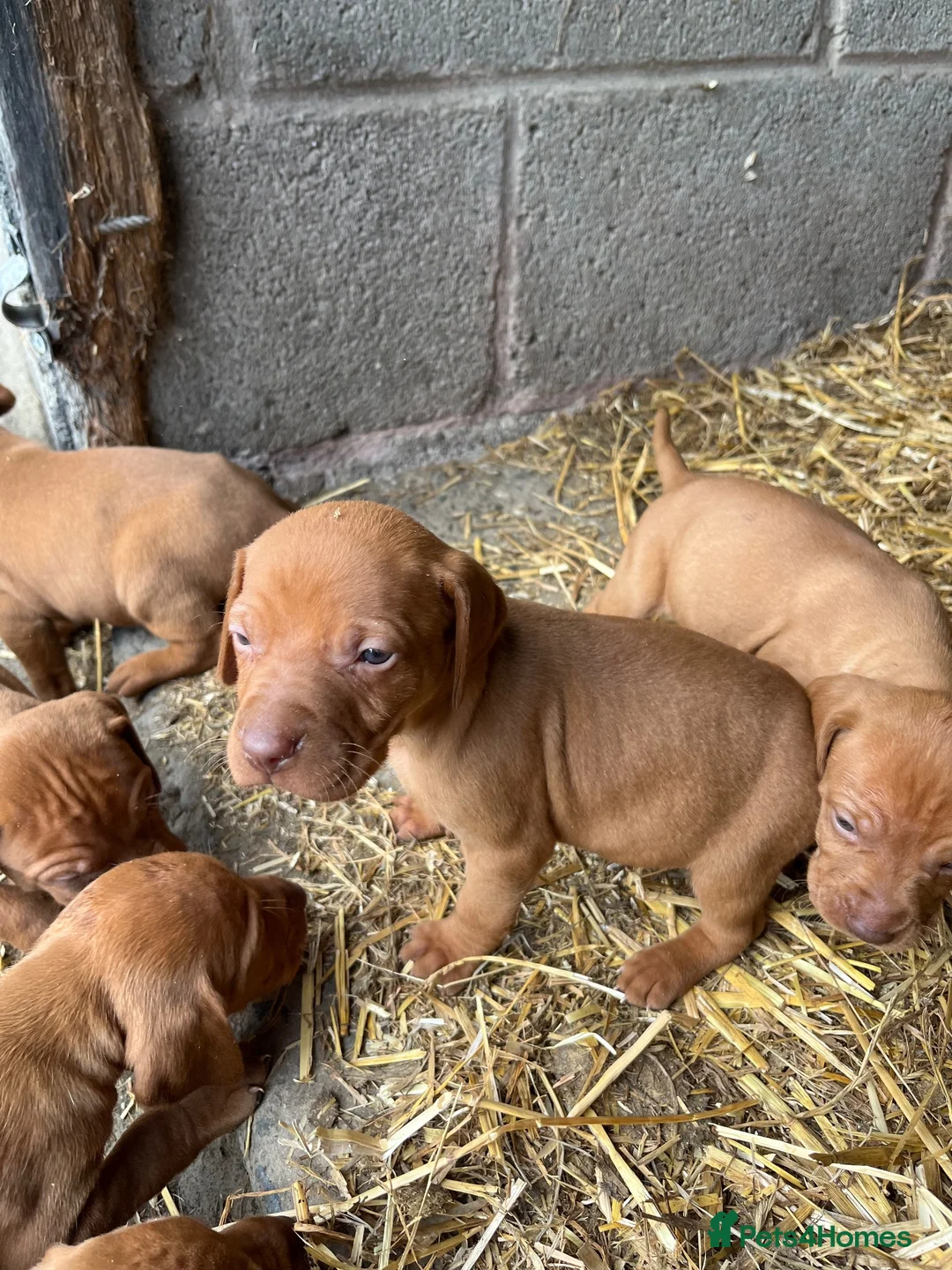 Hungarian Vizsla dogs for sale: Hungarian Viszla Puppies For sale in Church Stretton - Advert 2