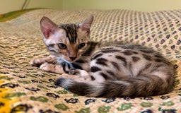 Bengal cats for sale: Female Bengal kitten available now - Image 3