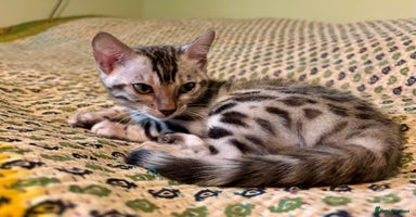 Bengal cats - Advert 7