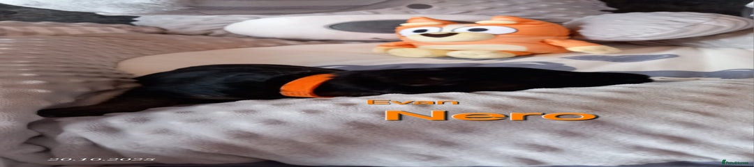 Orange - Nero