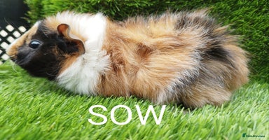 Guinea Pig rodents - Advert 4