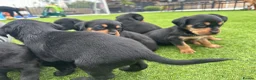 Mixed Breed dogs for sale:   👑 Labrotties 👑 rottweiler x Labrador 👑 - Advert 9