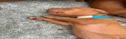 Hungarian Vizsla dogs for sale: Hungarian Vizsla Puppies in Bridgend - Advert 7