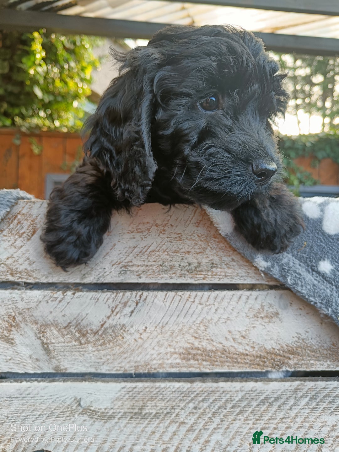 Cockapoo dogs for sale: Lovely cockapo girl - Advert 5