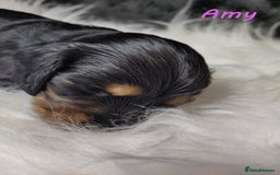 Miniature Dachshund dogs for sale: KC Health tested Licensed breeder 12 years exp - Image 7