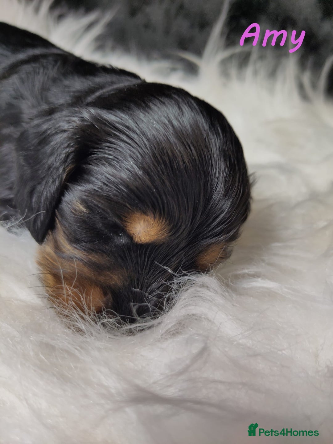 Miniature Dachshund dogs for sale: KC Health tested Licensed breeder 12 years exp - Image 7