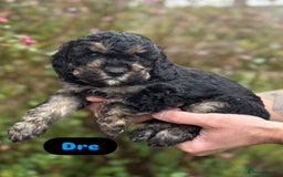 Cavapoo dogs for sale: 2 adorable male Cavapoo Puppies ! 🐾 - Image 2