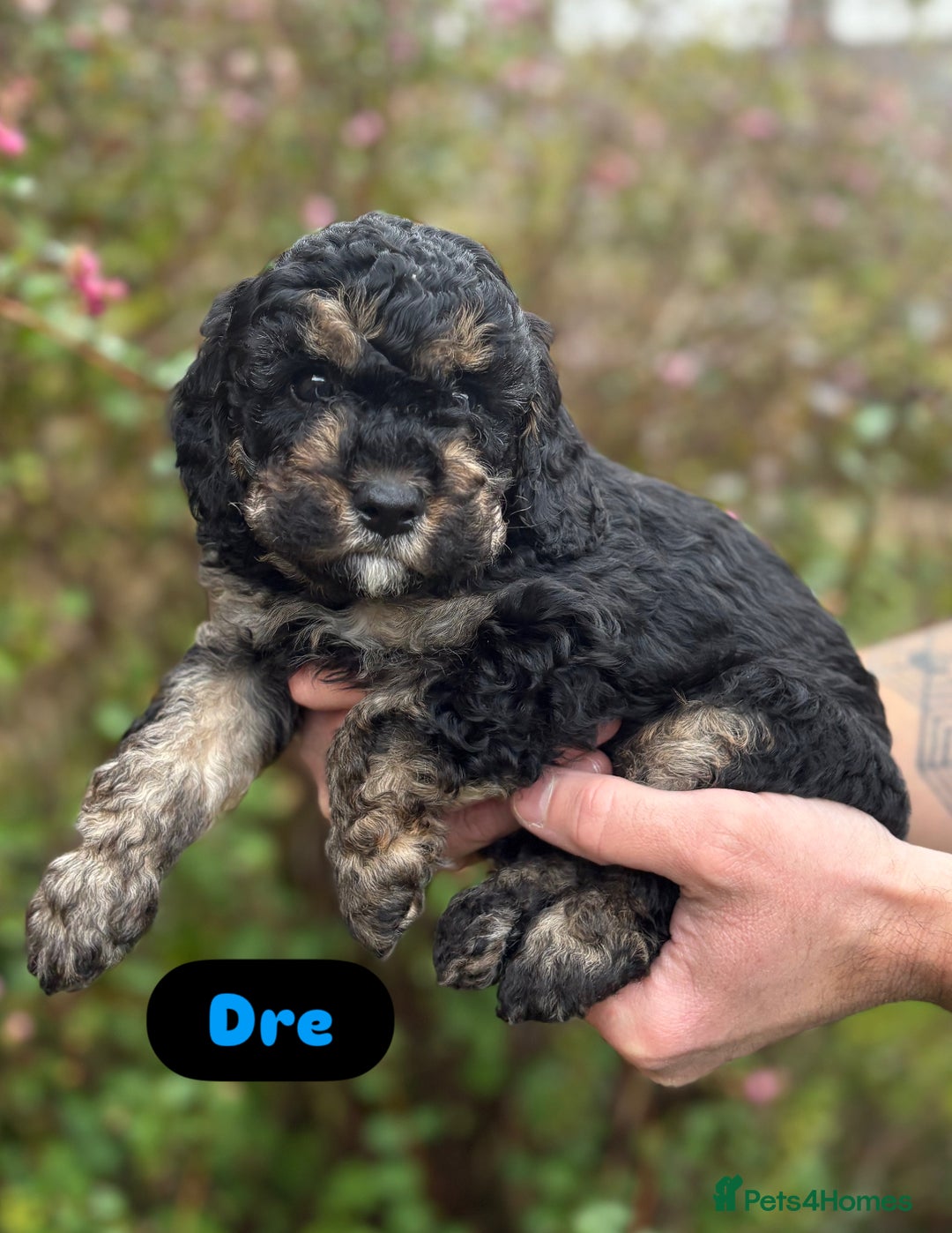 Cavapoo dogs for sale: 2 adorable male Cavapoo Puppies ! 🐾 - Image 2