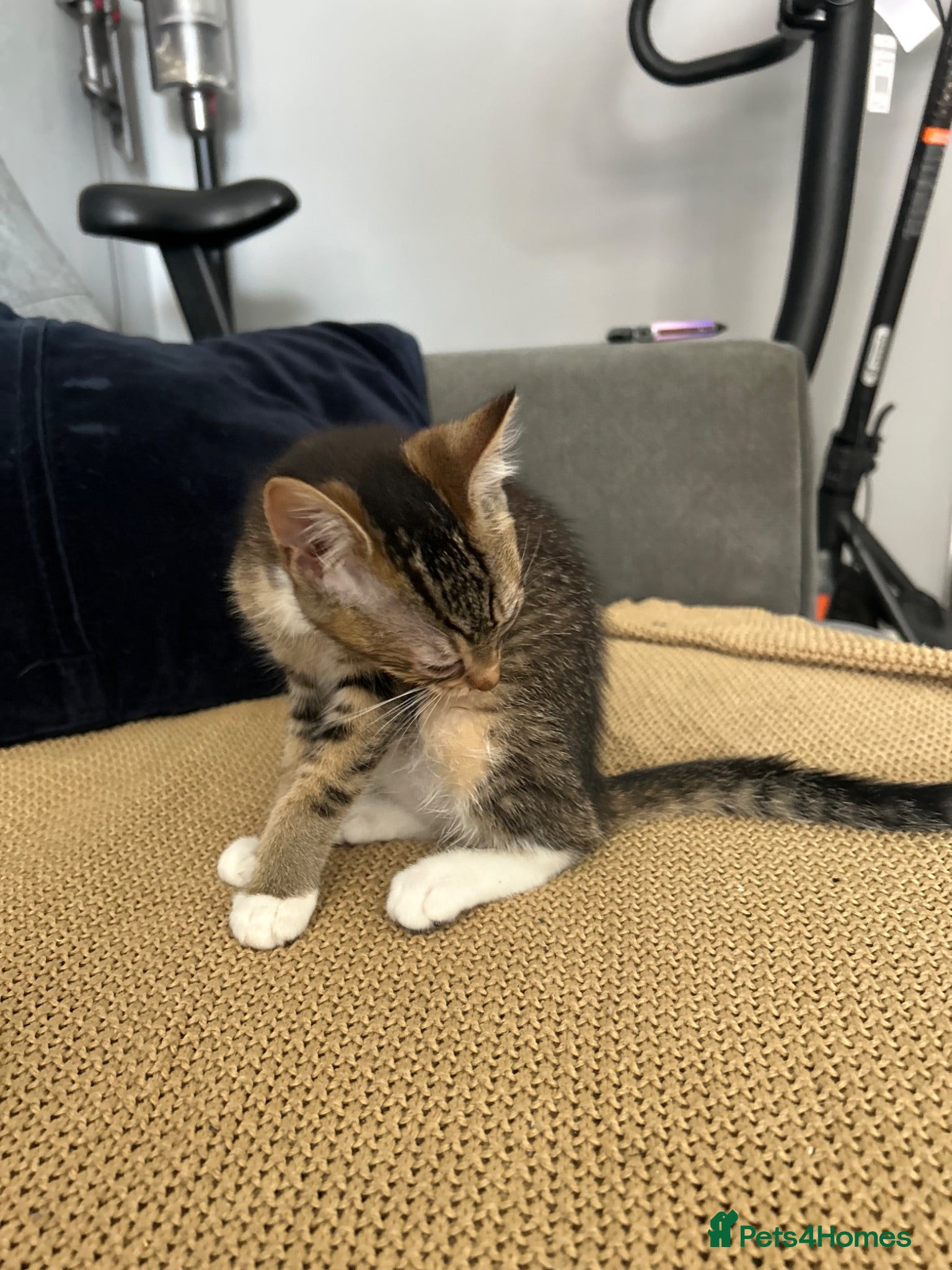 Mixed Breed cats 🚨KITTENS URGENTLY NEEDING HOMES!!!🚨REDUCED - Advert 2