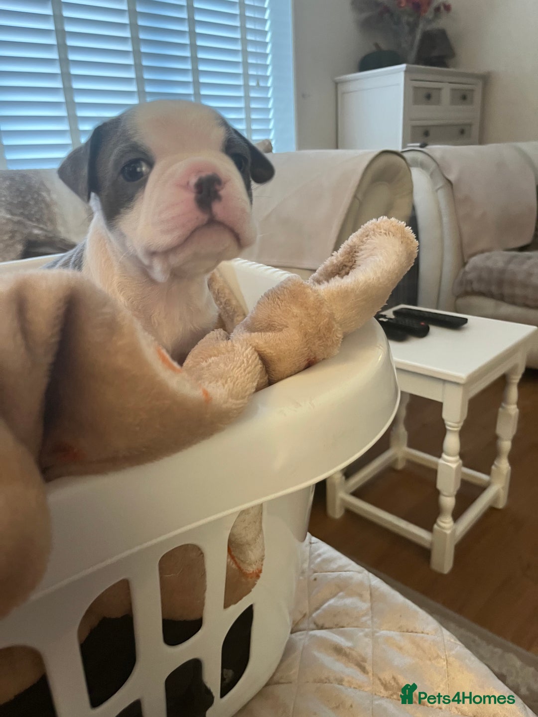 Boston Terrier dogs for sale: Stunning Bostons *1 BEAUTIFUL BOY REMAINING* - Advert 15