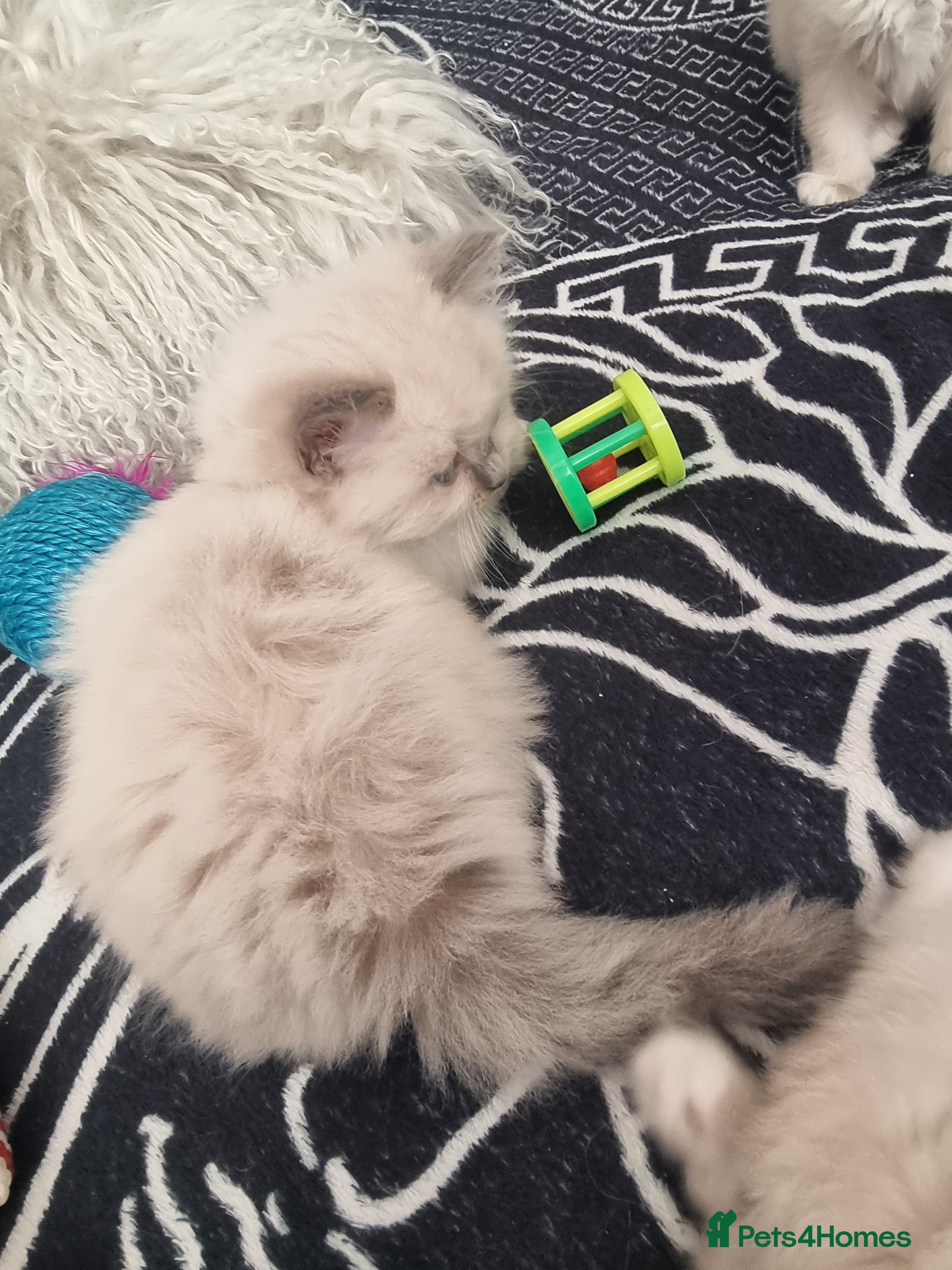 Ragdoll cats for sale: Ragdoll  - Advert 28