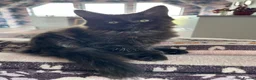 Maine Coon cats for sale: Stunning Black Smoke Maine Coon Girl – KamBaba🖤  in Thurso - Advert 5