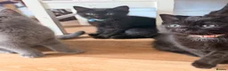 Mixed Breed cats for sale: Black Kittens Ready For Their Forever Homes in Crawley - Advert 6
