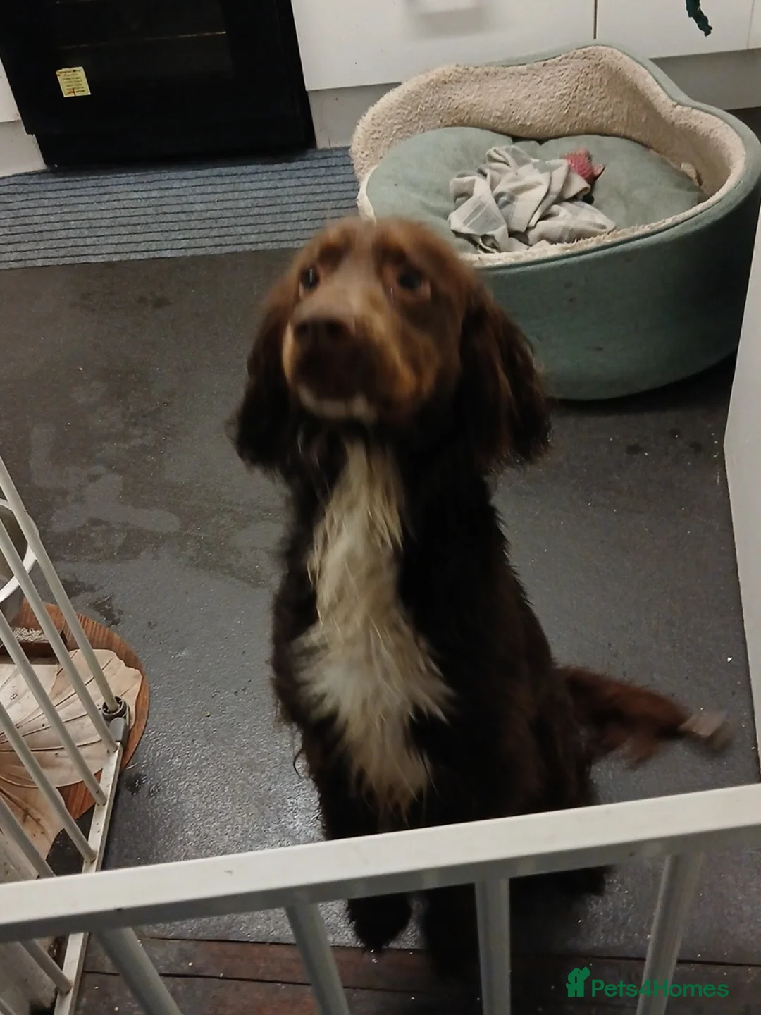 Cocker Spaniel dogs for sale: Mrs gibson - Advert 2