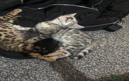 Bengal cats for sale: Beautiful Bengal kittens  - Image 7