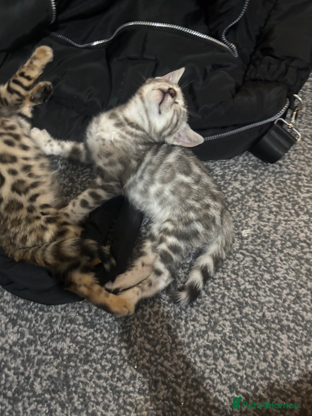 Bengal cats for sale: Beautiful Bengal kittens  - Image 7
