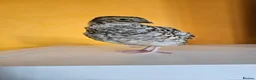 Quail poultry for sale: Coturnix Quail – Chicks, POL Birds & hatching eggs - Advert 14