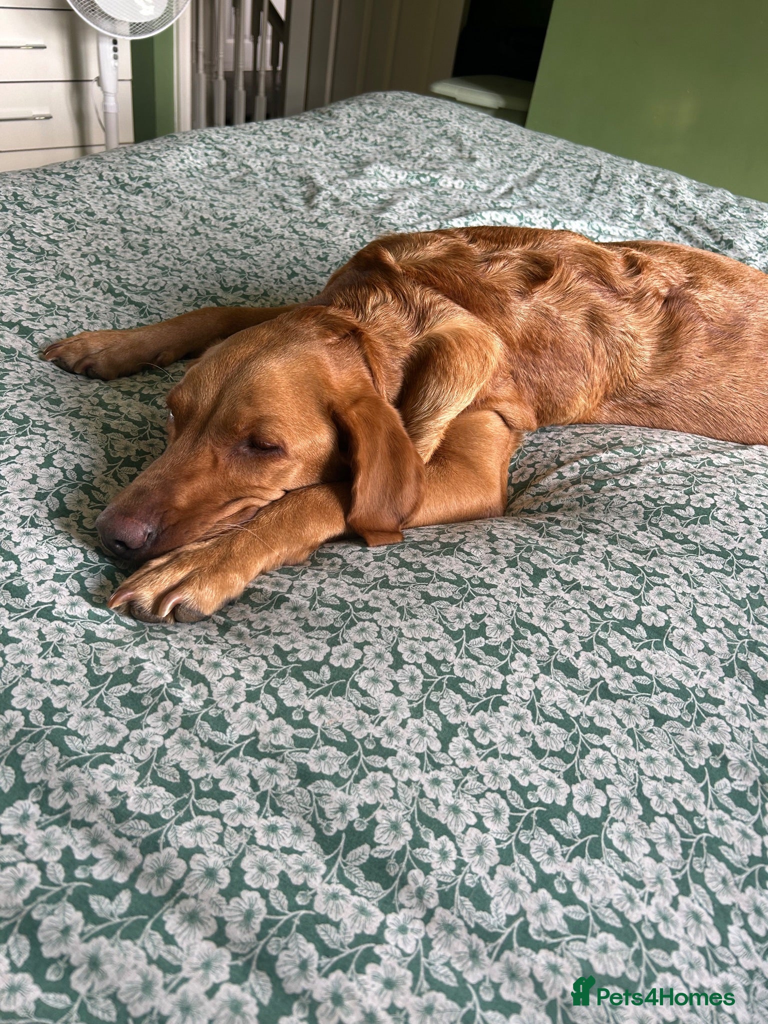 Labrador Retriever dogs Beautiful fox red Labradors  - Advert 3