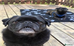 Pug dogs for sale: Beautiful loving Kind Pug. We will travel to you.  - Image 8