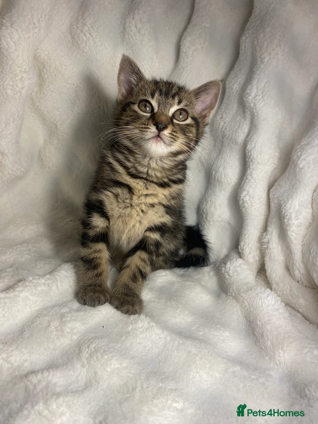 Mixed Breed cats for sale: 2 Adorable Kittens Awaiting Their Forever Home🏡 - Advert 11