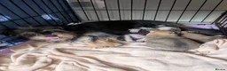 Mixed Breed dogs for sale: Shih Chi X chihuahua Frenchie - Advert 6