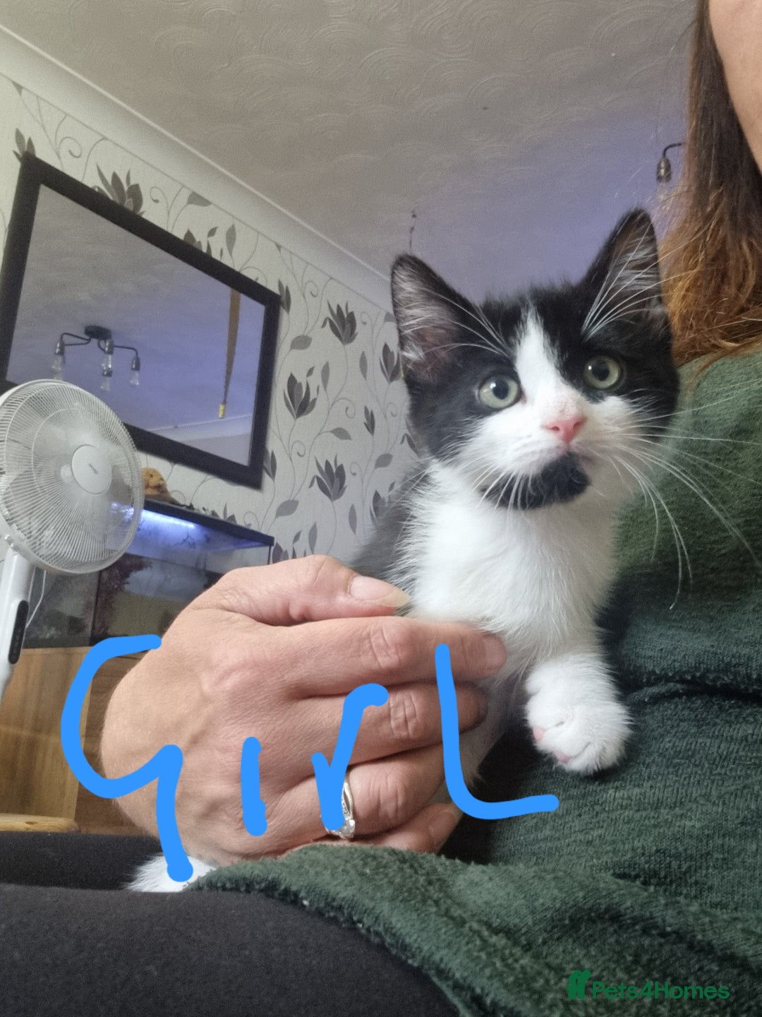 Mixed Breed cats for sale: 3 Black and White kittens for sale - Image 2