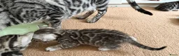 Bengal cats for sale: BENGAL 🔥 KITTENS TICA REGISTERED  - Advert 2