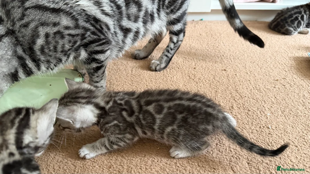 Bengal cats for sale: BENGAL 🔥 KITTENS TICA REGISTERED  - Advert 2