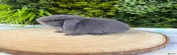 Mini Lop rabbits for sale: Mini Lops - Advert 3
