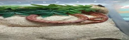Corn Snake reptiles for sale: Job lot different adult snakes from £45  - Advert 4