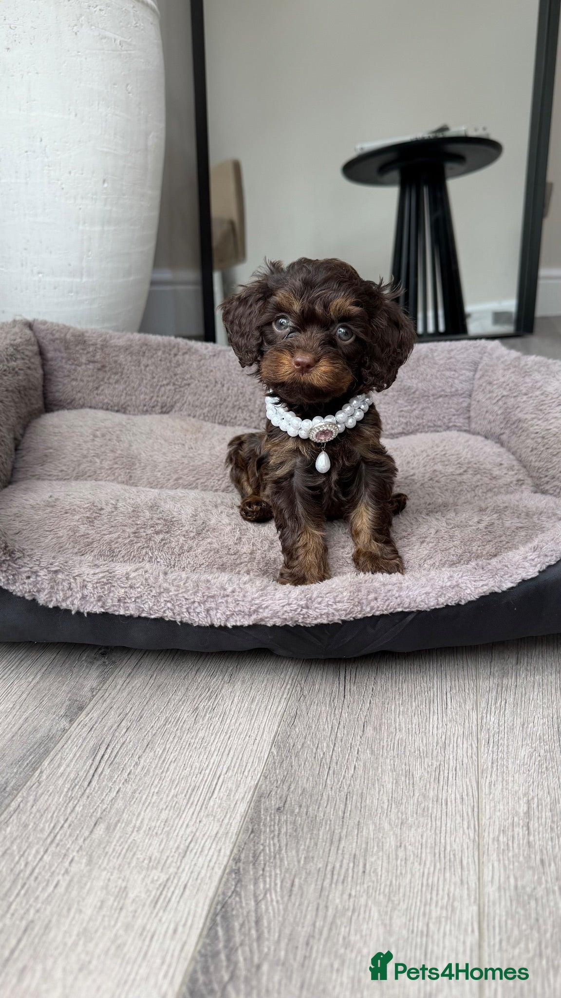 Cavapoo dogs Chocolate Cavapoos amazing quality - Advert 10