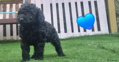 Miniature Poodle dogs - Advert 2