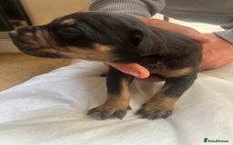 Mixed Breed dogs for sale: Doberman x cane corso  - Image 4