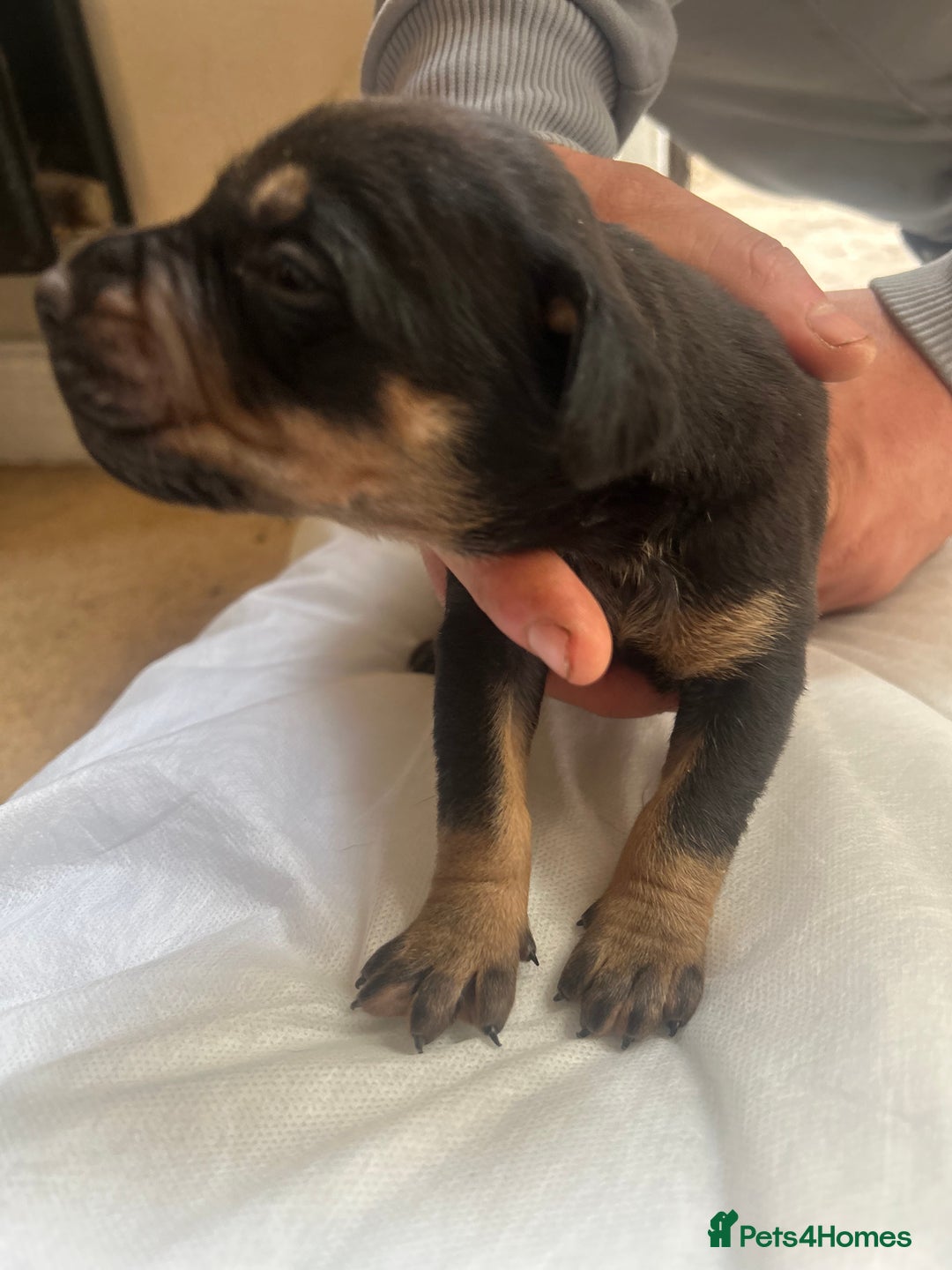 Mixed Breed dogs for sale: Doberman x cane corso  - Image 4