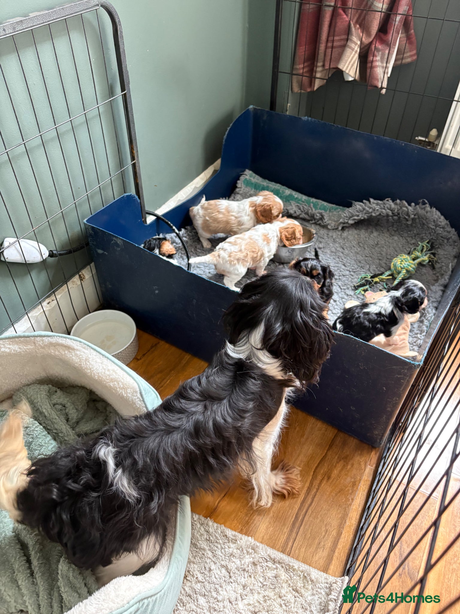 Cavalier King Charles Spaniel dogs 2 Cavalier boys ready for new homes now  - Advert 2