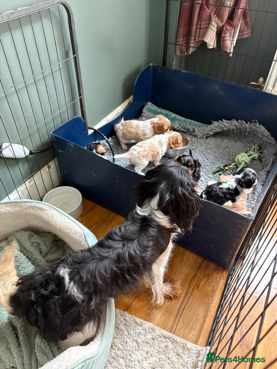 Cavalier King Charles Spaniel dogs for sale: 5 cavalier King Charles spaniel puppies available  - Advert 1